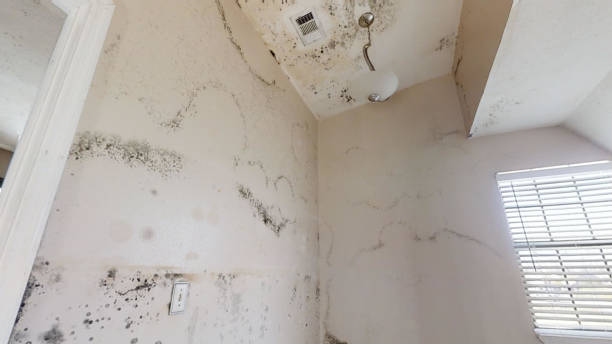 Best Mold-Related Health Consultation  in Baird, TX