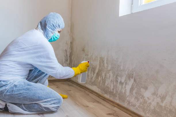 Professional Mold Removal in Baird, TX