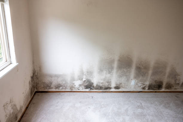 Best Forensic Mold Investigation  in Baird, TX