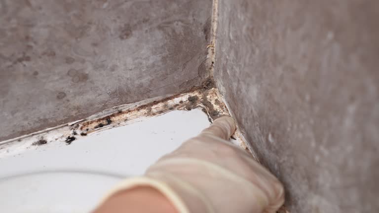 Asbestos and Lead Testing During Mold Inspection in Baird, TX